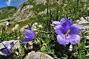 65 Campanula dell'Arciduca (Campanula Raineri)